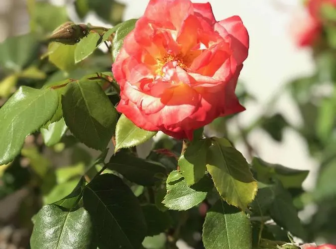 La Maison De La Dune: Beachfront Oasis With Jacuzzi And Heated Pool 5* La Couarde-sur-Mer